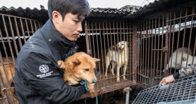 Decizie istorică: Coreea de Sud interzice comerțul cu carne de câine